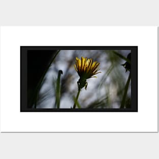 Back-lit Dandelion Flower Posters and Art